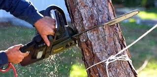 Best Tree and Shrub Care  in Corte Madera, CA