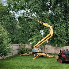 Best Tree Removal  in Corte Madera, CA