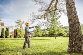 Best Storm Damage Tree Cleanup  in Corte Madera, CA