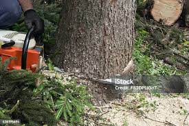  Corte Madera, CA Tree Services Pros