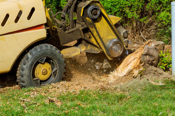 Best Aeration Services  in Corte Madera, CA
