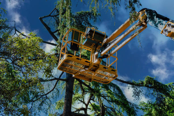 Best Leaf Removal  in Corte Madera, CA