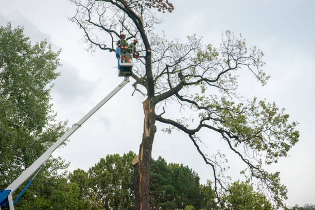 Best Root Management and Removal  in Corte Madera, CA
