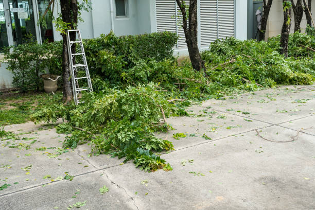 Best Tree Mulching  in Corte Madera, CA