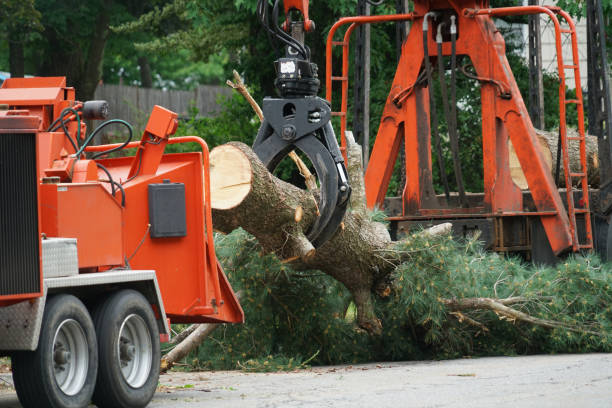 Best Tree Preservation Services  in Corte Madera, CA