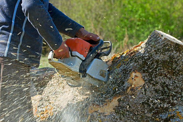 How Our Tree Care Process Works  in  Corte Madera, CA