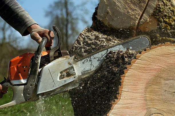 Corte Madera, CA Tree Services Company